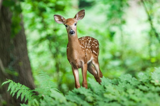 A deer standing in a forest.