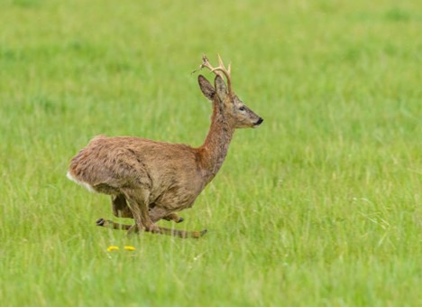 A deer fleeing in a field.