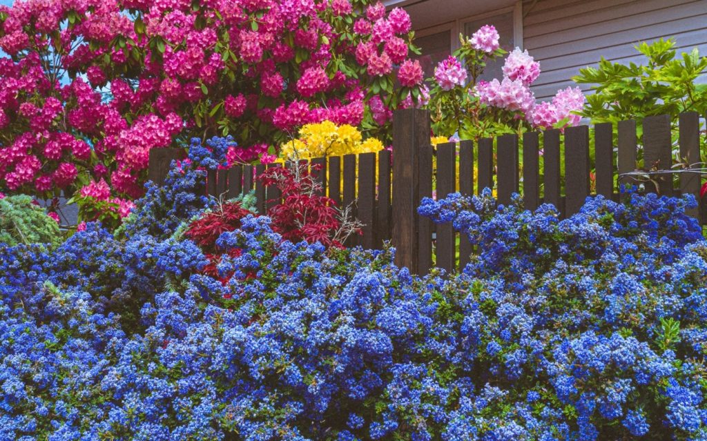 Lavish landscaping with flowering plants covering a fence line.