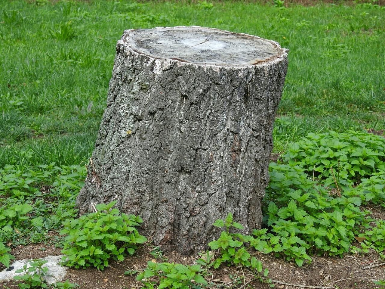 A tree stump with weeds growing around it in a green lawn.