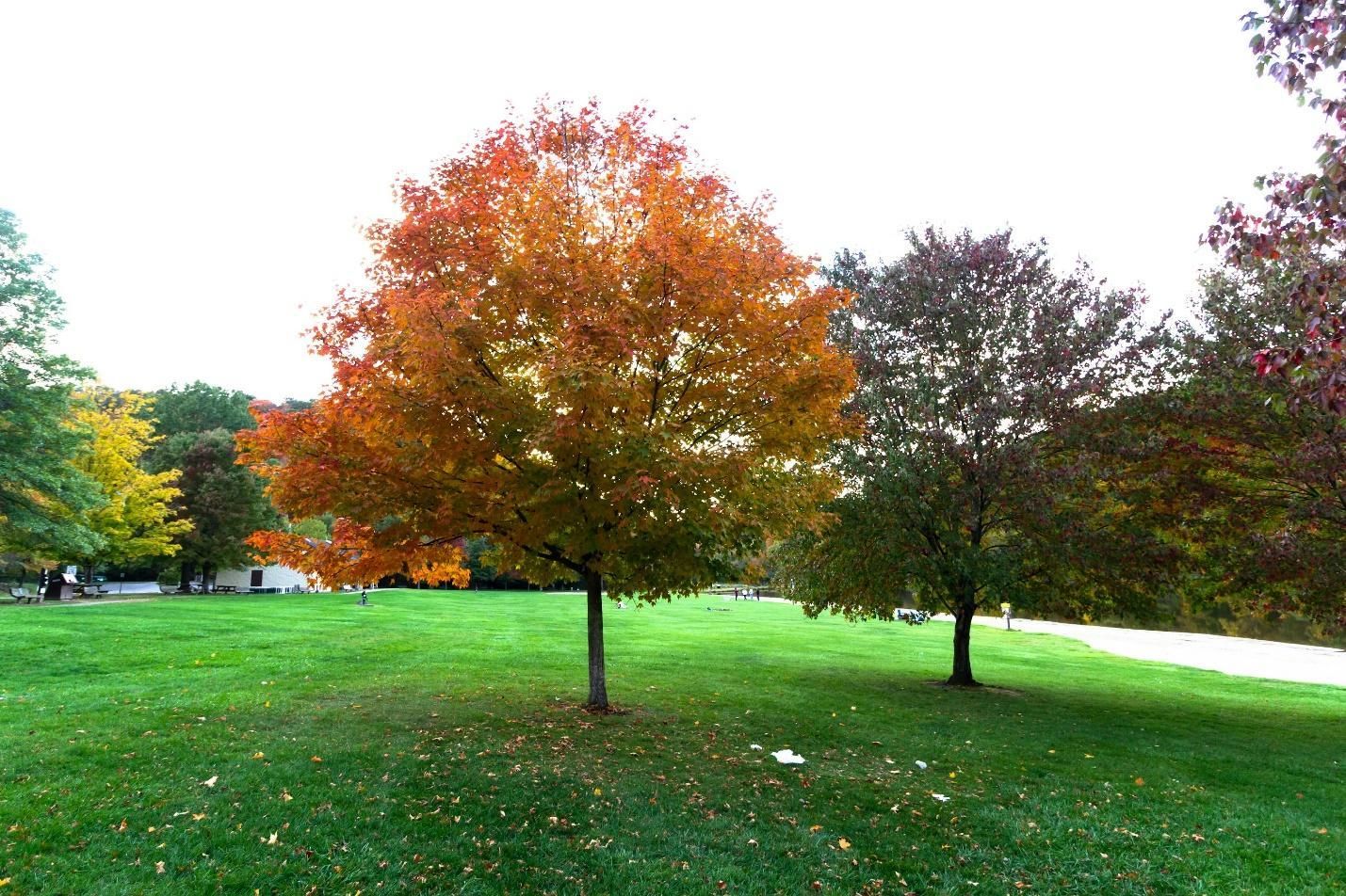 A green lawn with trees in the fall.