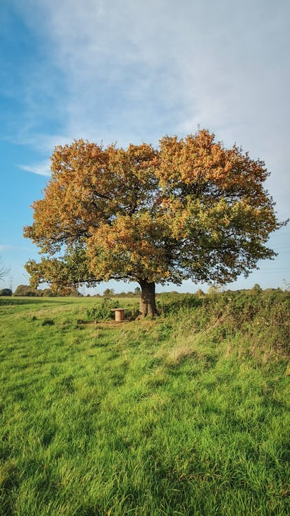 Large oak tree in the Pennsylvania countryside.