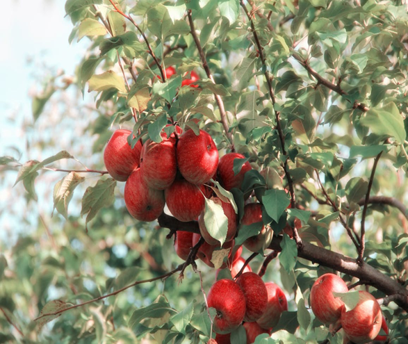 A branch of an apple tree.