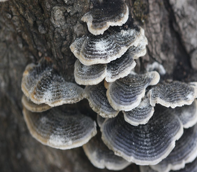 Fungal fruiting bodies on a tree trunk