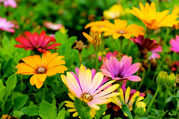 Colorful flowers in a garden
