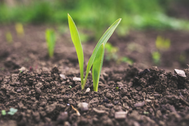 Soil with grass sprouting up