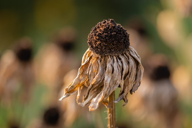 Dried up flower due to drought
