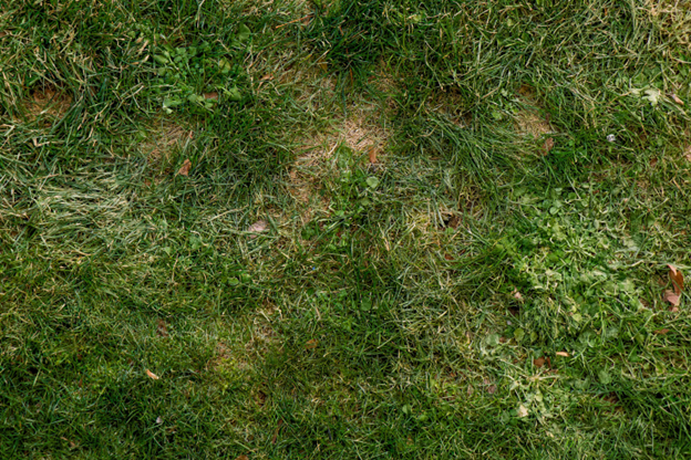 Lawn with brown spots