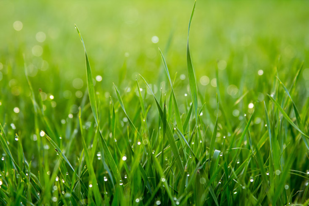 Grass on a rainy day