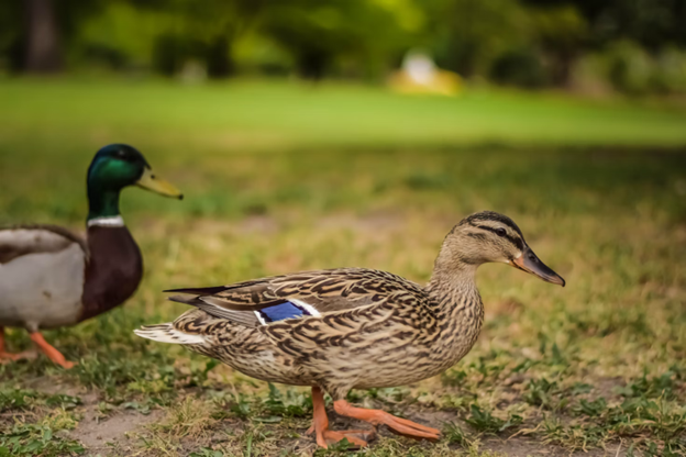 Grass with brown patches and wildlife