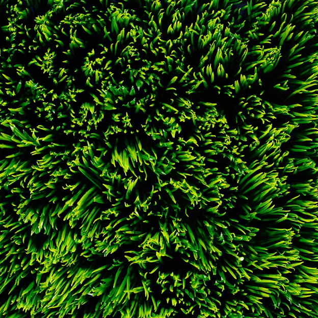 Green grass on lawn